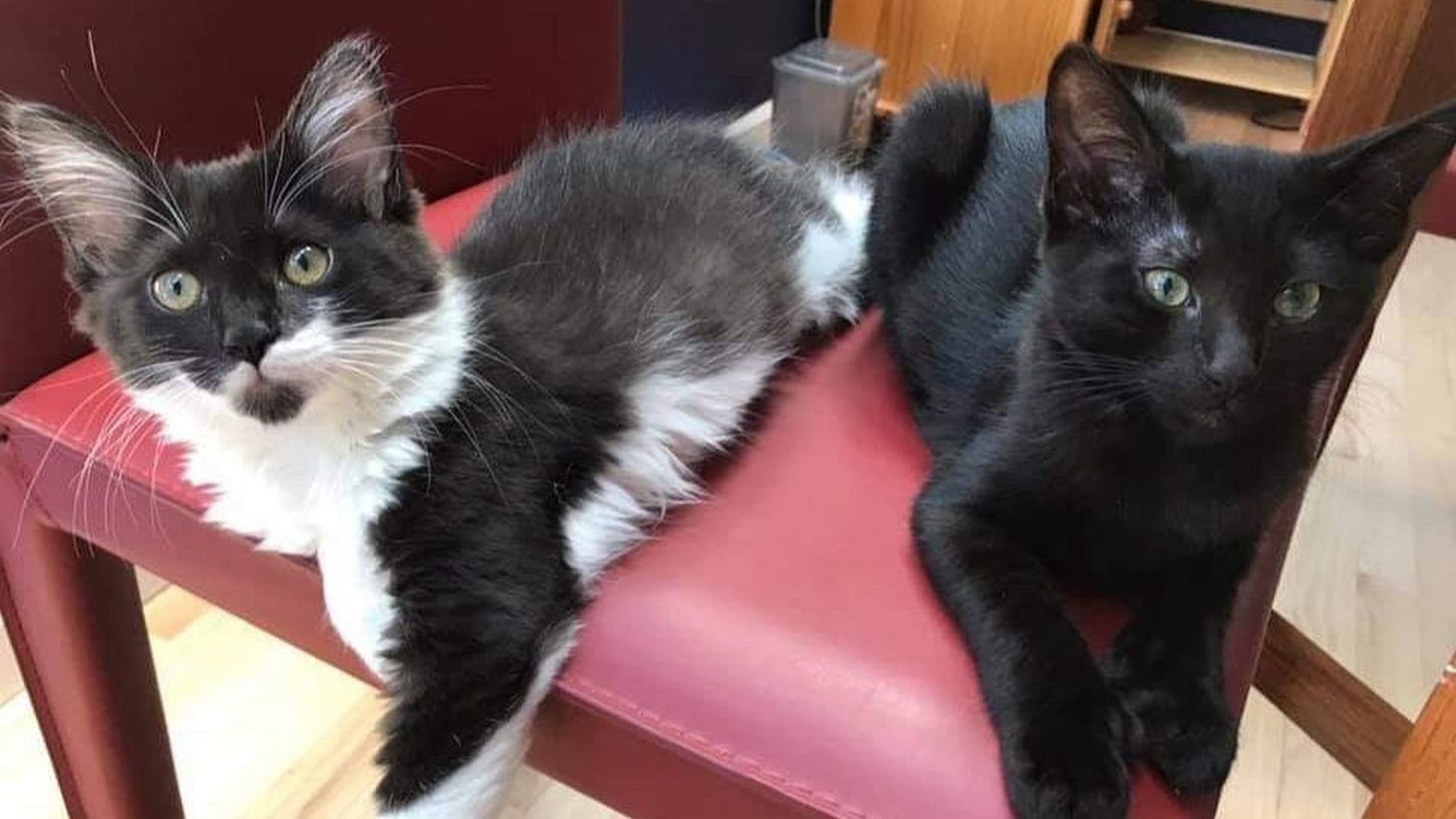Adopt a Pet | Jaq & Fae
